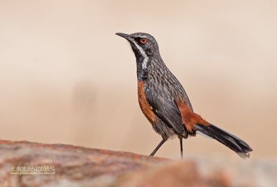 Kaapse Rotsspringer - Cape Rock-jumper - Chaetops frenatus