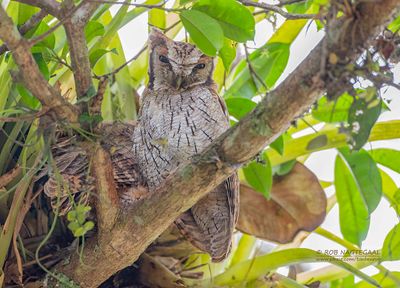 Cholibaschreeuwuil - Tropical Screech-Owl - Megascops choliba luctisonus