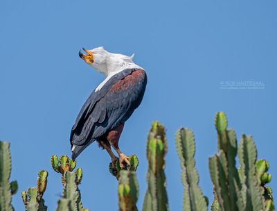 Afrikaanse Zeearend - African fish eagle - Haliaeetus vocifer