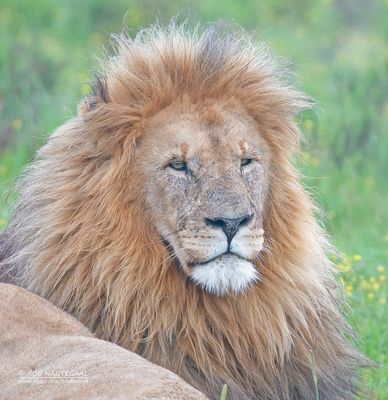 Transvaalse leeuw - Transvaal lion - Panthera leo krugeri