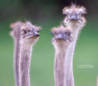 Struisvogel - Ostrich - Struthio camelus australis