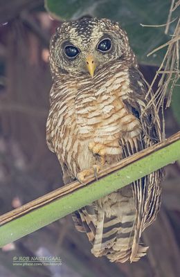 Afrikaanse bosuil - African wood owl - Strix woodfordii