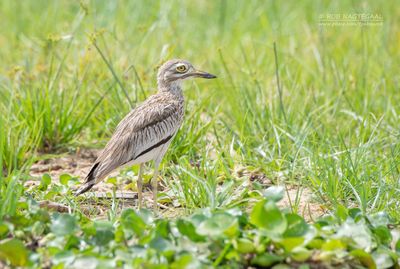 Senegalgriel - Senegal Thick-knee - Burhinus senegalensis