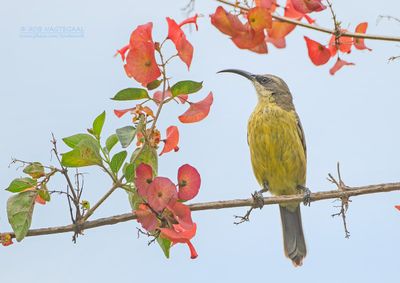 Bronshoningzuiger - Bronze sunbird - Nectarinia kilimensis