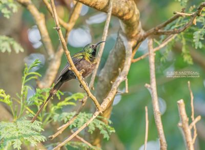 Bronshoningzuiger - Bronze sunbird - Nectarinia kilimensis