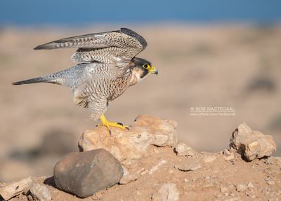 Barbarijse valk - Barbary Falcon - Falco pelegrinoides