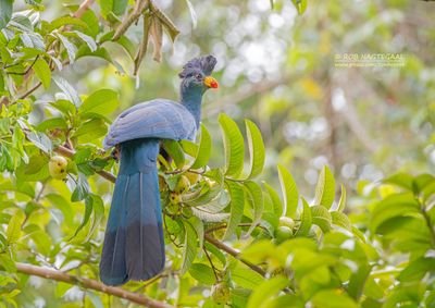 Reuzentoerako - Great blue turaco - Corythaeola cristata