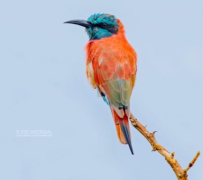 Noordelijke karmijnrode bijeneter - Northern Carmine Bee-eater - Merops nubicus