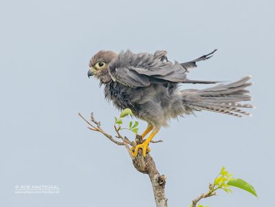 Grijzetorenvalk - Grey Kestrel - Falco ardosiaceus