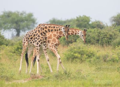 Rothschild's giraffe - Rothschild's giraf - Giraffa camelopardalis rothschildi