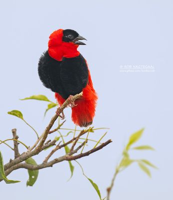 Oranjewever - Northern red bishop - Euplectes franciscanus