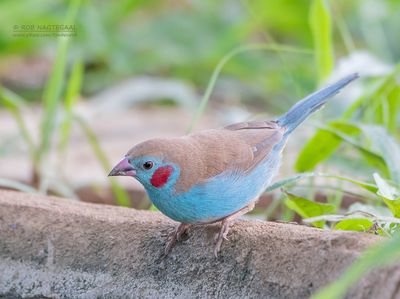 Blauwfazantje - Red-cheeked Cordonbleu - Uraeginthus bengalus
