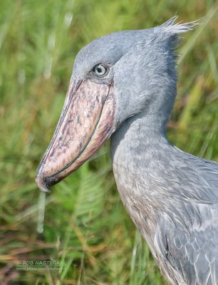 Schoenbekooievaar - Shoebill - Balaeniceps rex