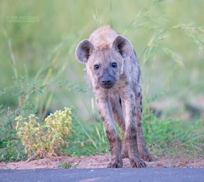 Gevlekte Hyena - Spotted Hyena - Crocuta crocuta