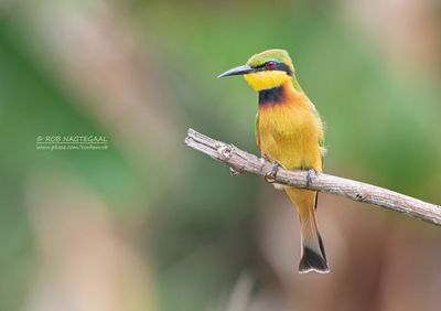 Dwerg bijeneter - Little bee-eater - Merops pusillus