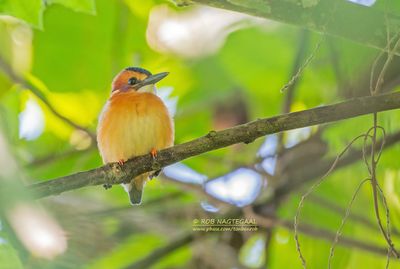 Afrikaanse dwergijsvogel - African pygmy kingfisher - Chloroceryle aenea