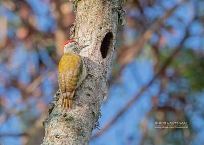 Vlekborstspecht - Speckle-breasted woodpecker - Dendropicos poecilolaemus
