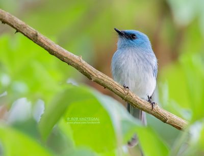 Witstaartkuifvliegenvanger - White-tailed blue flycatcher - Elminia albicauda