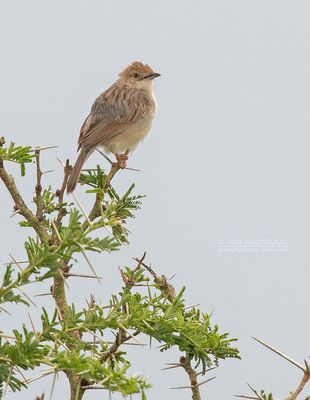 Natalgraszanger - Croaking Cisticola - Cisticola natalensis