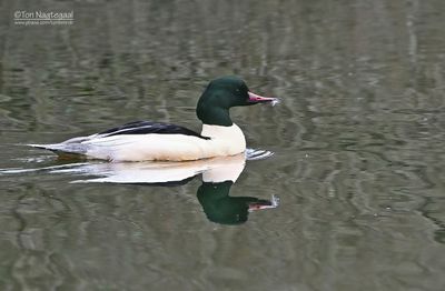 Grote Zaagbek - Goosander - Mergus merganser