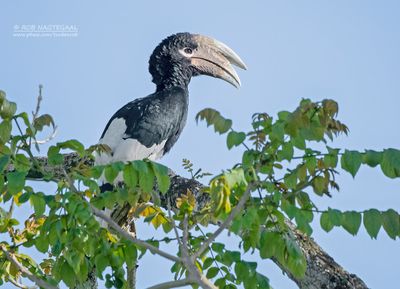Witpootneushoornvogel - White-thighed hornbill - Bycanistes albotibialis