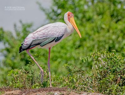 Afrikaanse nimmerzat  - Yellow-billed Stock - Mycteria ibis