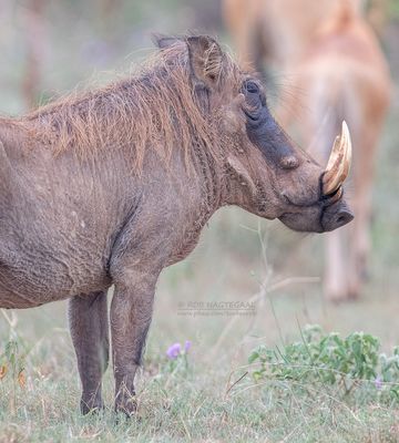  Wrattenzwijn - Warthog - Phacochoerus africanus 