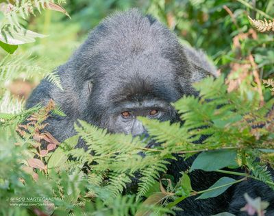 Berggorilla - Mountain gorilla - Gorilla beringei beringei