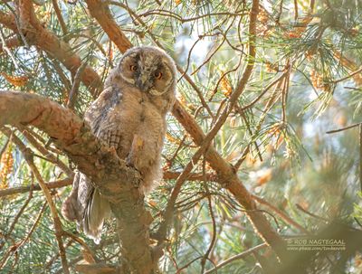 Ransuil - Long-eared owl - Asio otus