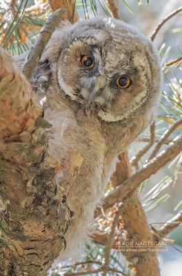 Ransuil - Long-eared owl - Asio otus