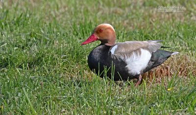 Krooneend - Red-crested Pochard - Netta rufina