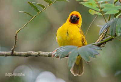 Rietwever - Northern brown-throated weaver - Ploceus castanops