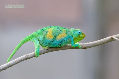 Rwenzori three-horned chameleon - Trioceros johnstoni