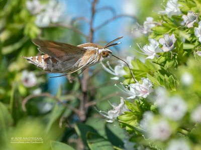 Gestreepte pijlstaart - Striped hawk-moth - Hyles livornica