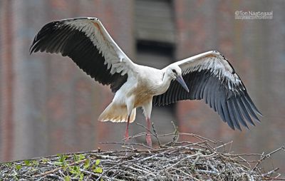 Ooievaar - White stork - Ciconia ciconia