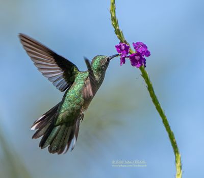 Schubborstkolibrie - Scaly-breasted hummingbird - Phaeochroa cuvierii