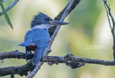 Amerikaanse reuzenijsvogel - Ringed Kingfischer - Megaceryle torquata torquata