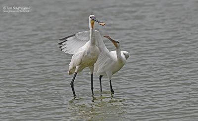 Lepelaar - Eurasian spoonbill - Platalea leucorodia