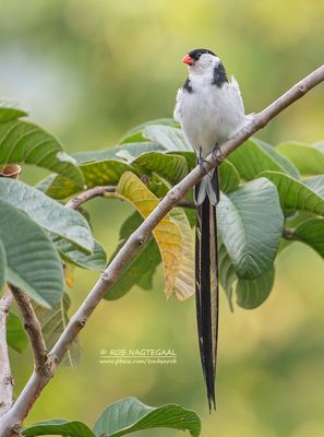 Dominikanerwida - Pin-tailed Whydah - Vidua macroura 