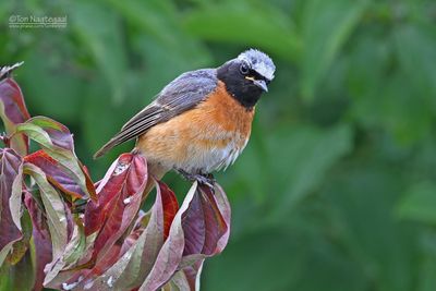 Gekraagde roodstaart - Common redstart - Phoenicurus phoenicurust