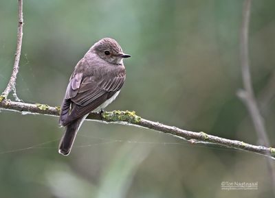 Grauwe Vliegenvanger - Spotted Flycatcher - Musicapa striata