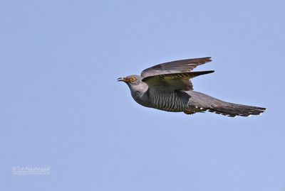 Koekoek - European cuckoo - Cuculus canorus