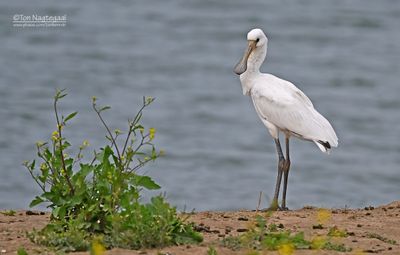 Lepelaar - Eurasian spoonbill - Platalea leucorodia