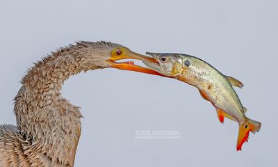 Amerikaanse Slangenhalsvogel - Anhinga - Anhinga anhinga