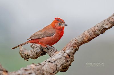 Rode kroongors - Red-crested Finch - Coryphospingus cucullatus