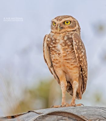 Holenuil - Burrowing Owl - Athene cunicularia