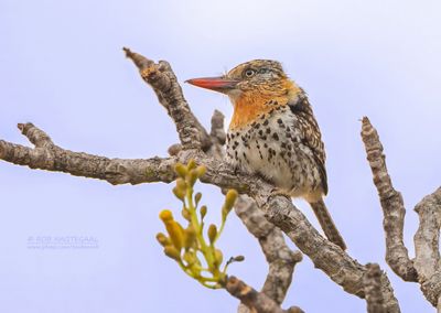 Vlekrugbaardkoekoek - Spot-backed Puffbird - Nystalus maculatus