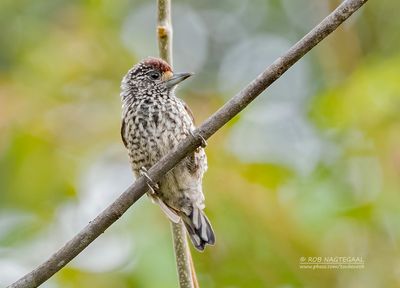 Witschubdwergspecht - White-wedged Piculet - Picumnus albosquamatus