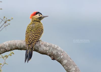 Groenbandgrondspecht - Green-barred Woodpecker - Colaptes melanochloros