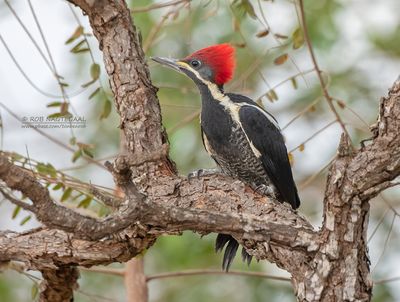 Gestreepte Helmspecht - Lineated Woodpecker - Dryocopus lineatus
